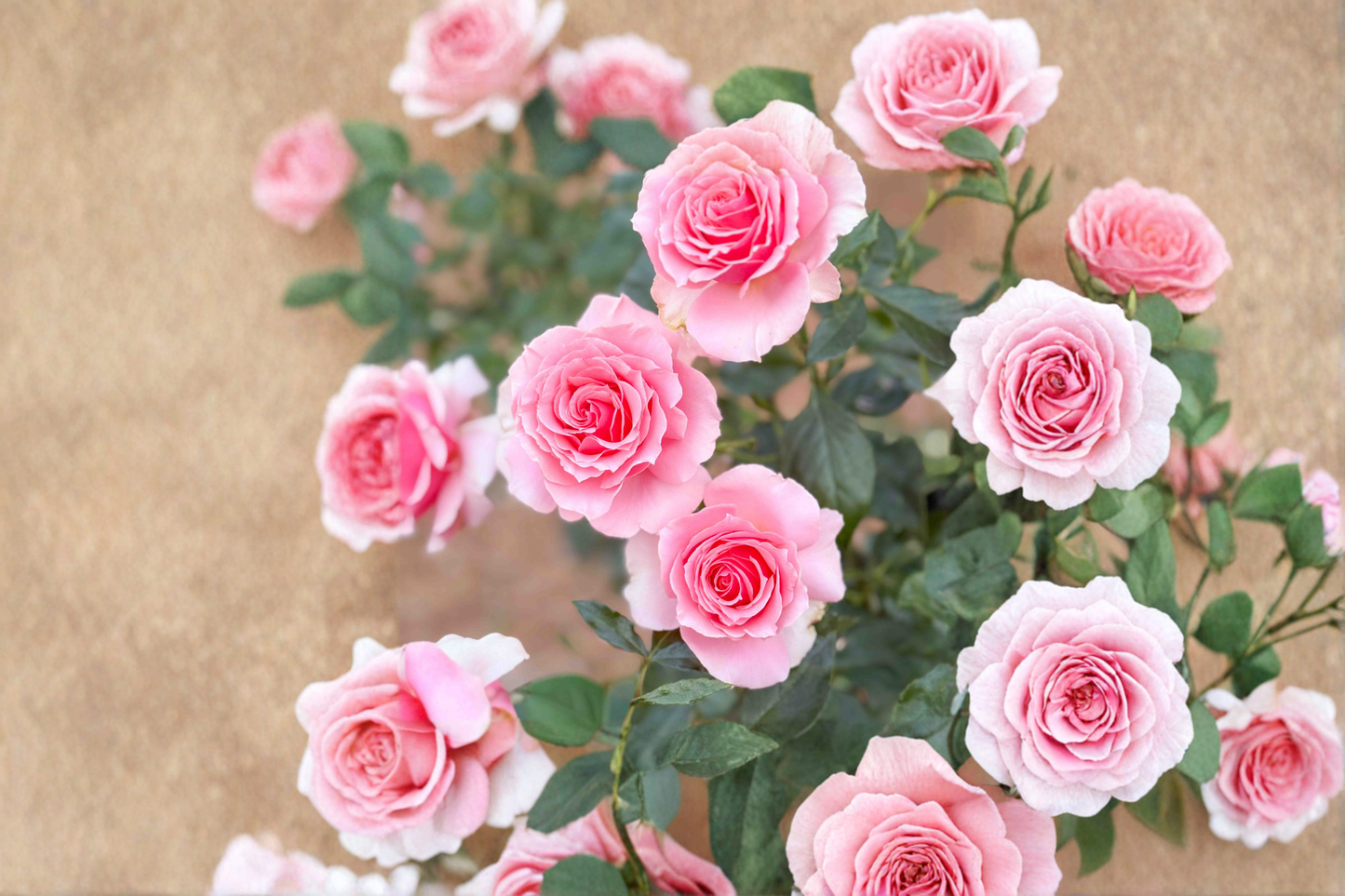 Tournament of Roses Plant 2 Gal Live Bush, Coral Pink Bloom Hybrid Tea Rose for Garden Landscape Outdoor Flowering Shrub