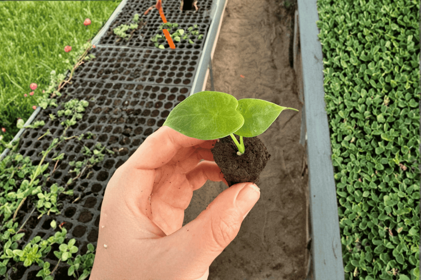 2 Alocasia 'Lukiwan' Starter Plants – Bare Root – Alocasia 'Lukiwan'