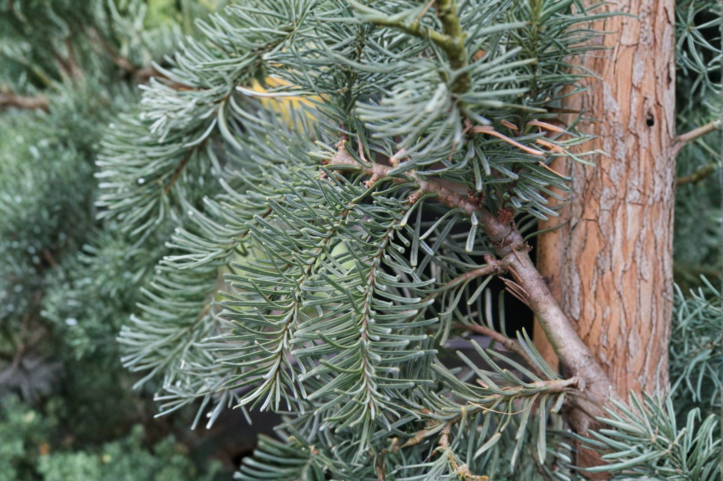 DelBar Cascade Noble Fir Live Plant 1 Gallon Pot 10 Inch Tall Abies procera Weeping Evergreen Conifer Tree Landscape