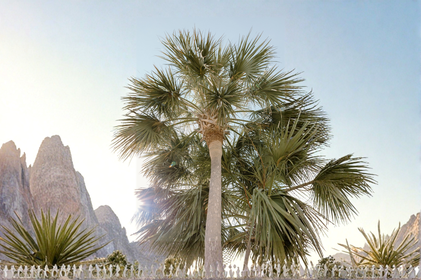 2 Texas Palmetto Palm Seedlings 10–14 Inches Tall – Sabal mexicana Live Plants