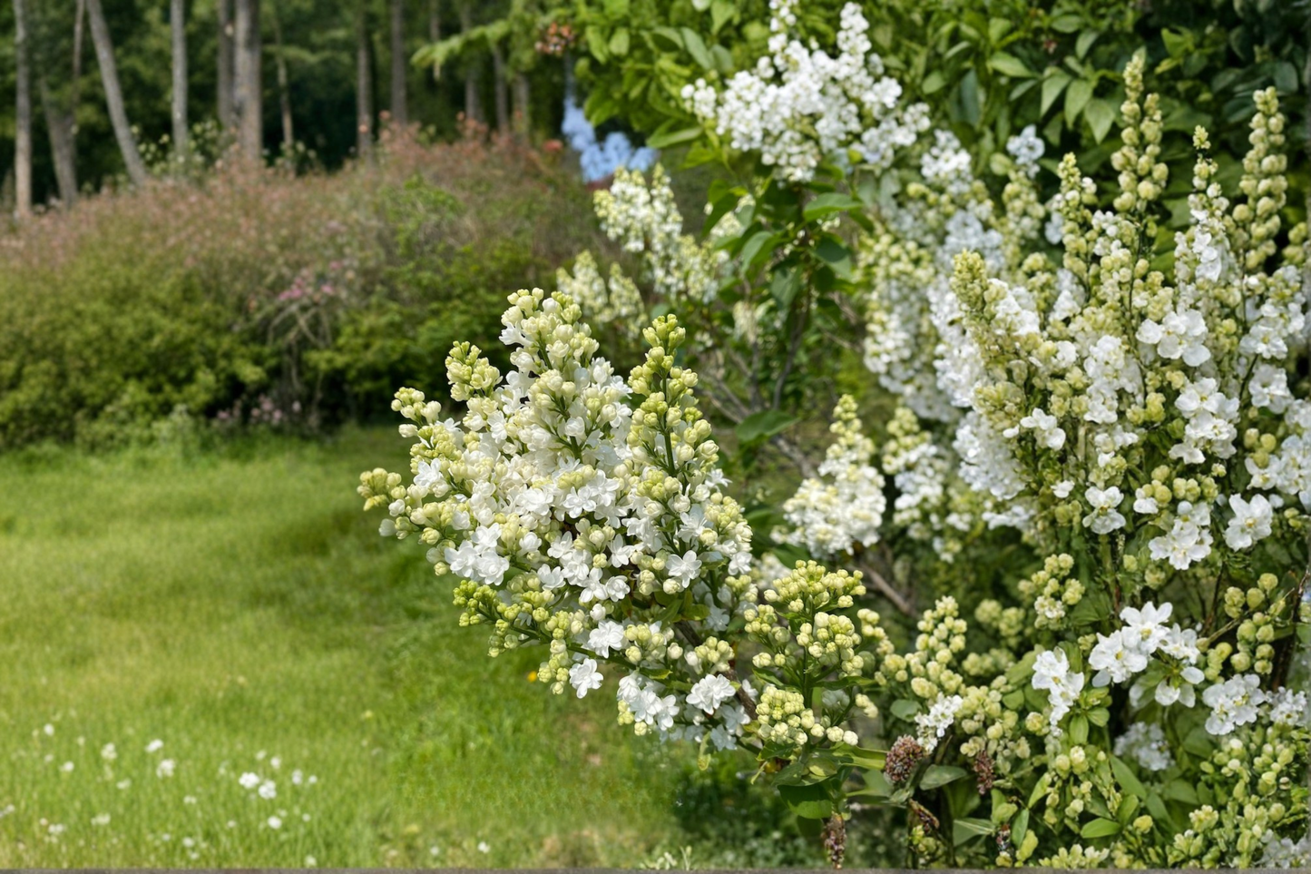 Fiala Remembrance Lilac Live Plant 1 Gallon Pot – Syringa vulgaris Fragrant Purple Flowering Shrub Spring Garden Plant