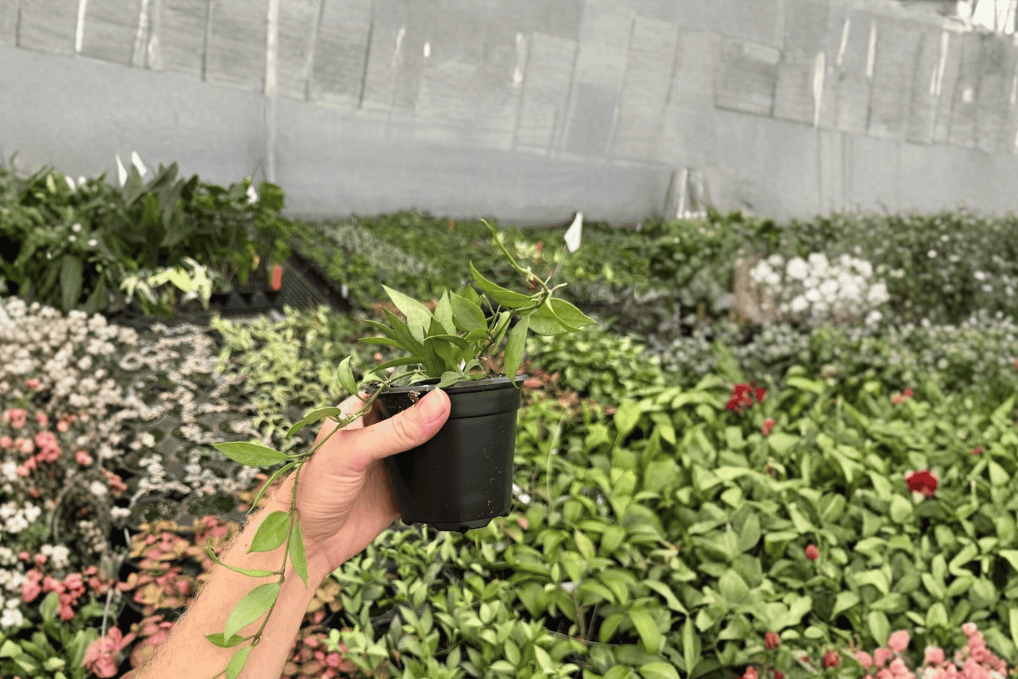 2 Hoya lacunosa 'Mint' Live Plants in 4-Inch Pots – Hoya lacunosa Houseplants
