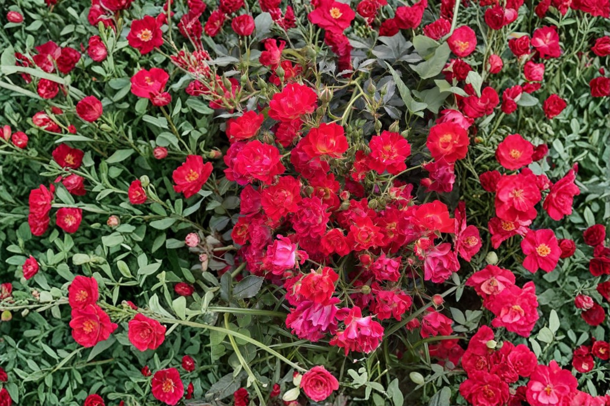 Red Drift® Groundcover Rose Live Plant – 1 Quart Pot (Rosa 'Red Drift®')