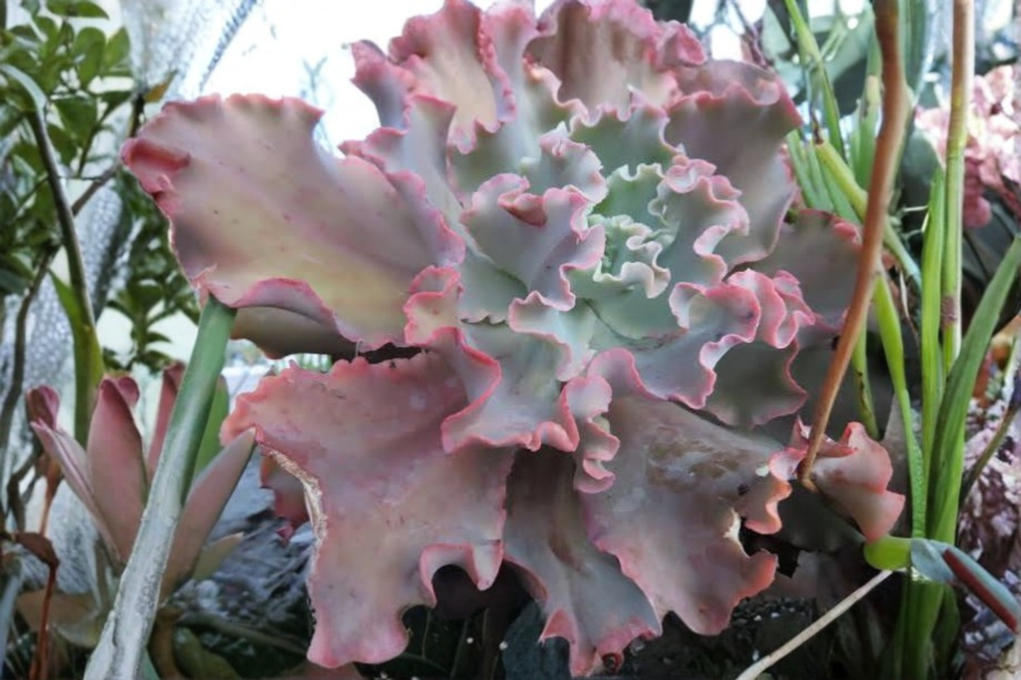 Echeveria 'Ballet Dancer' Live Succulent in 3.5-Inch Pot – Imported Green Echeveria
