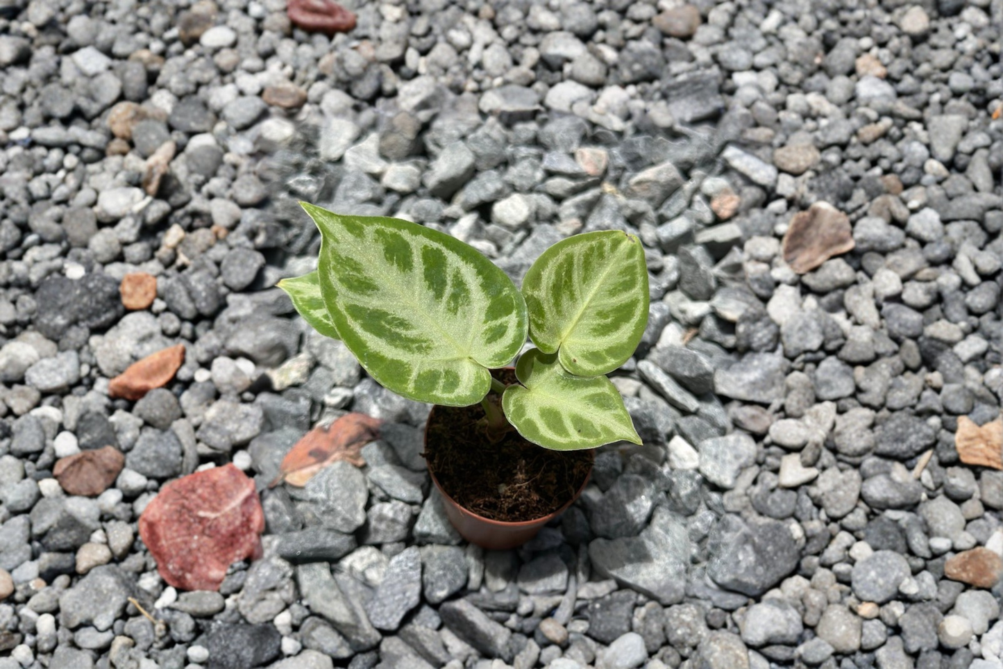 Anthurium Silver Blush Live Plant 2 Inch Pot Rare Velvet Leaf Anthurium Rooted Tropical Houseplant Collector Gift