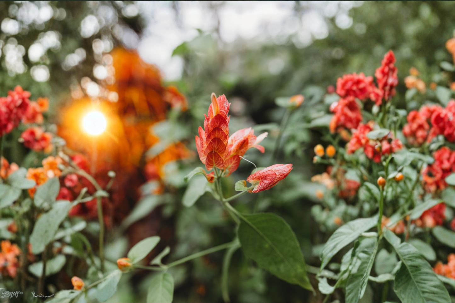 Red Shrimp Plant Live Rooted Stems 4–6 Inches Long in Pot – Justicia brandegeeana