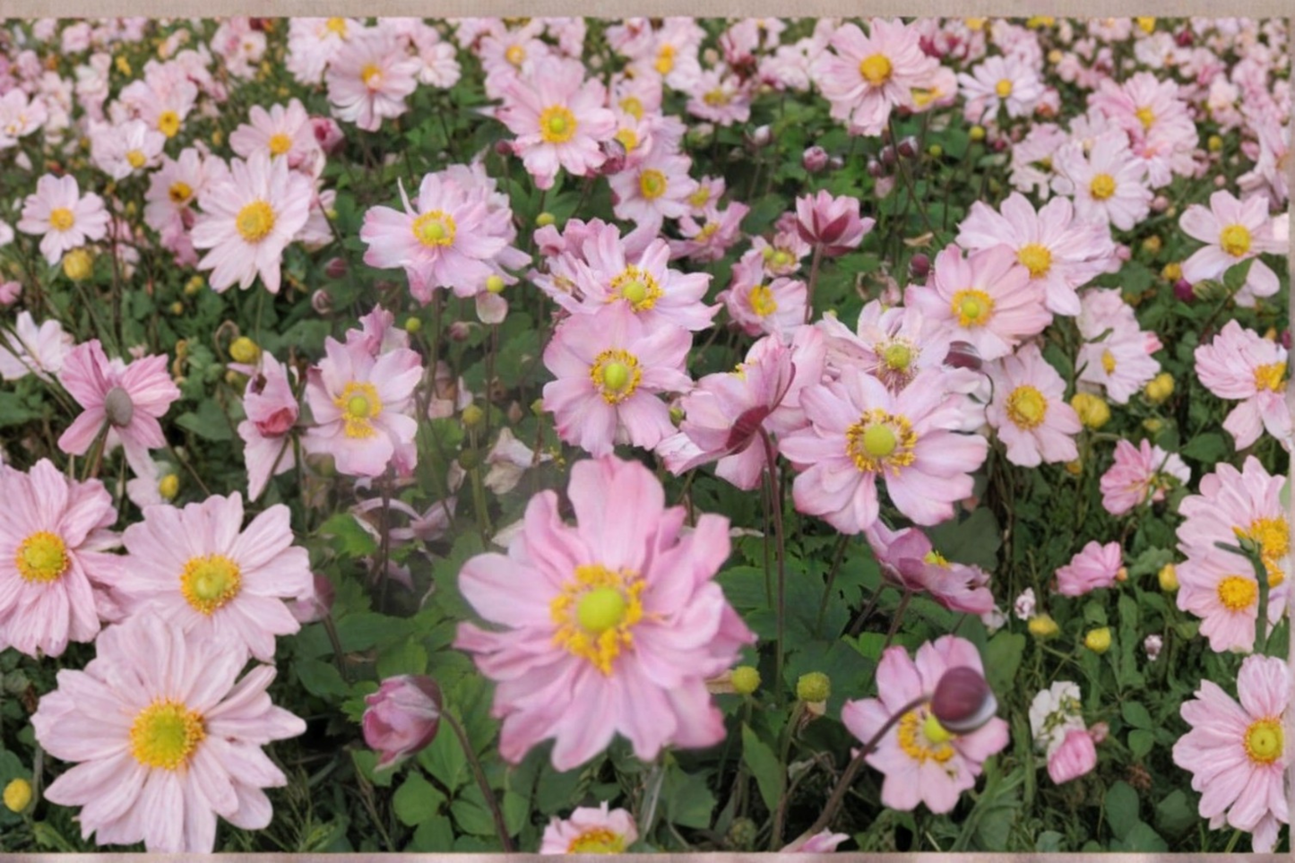 Fantasy Pocahontas Windflower Live Plants 3 Rooted Starters in 1 Qt Pots Anemone Hybrida Perennial Flower