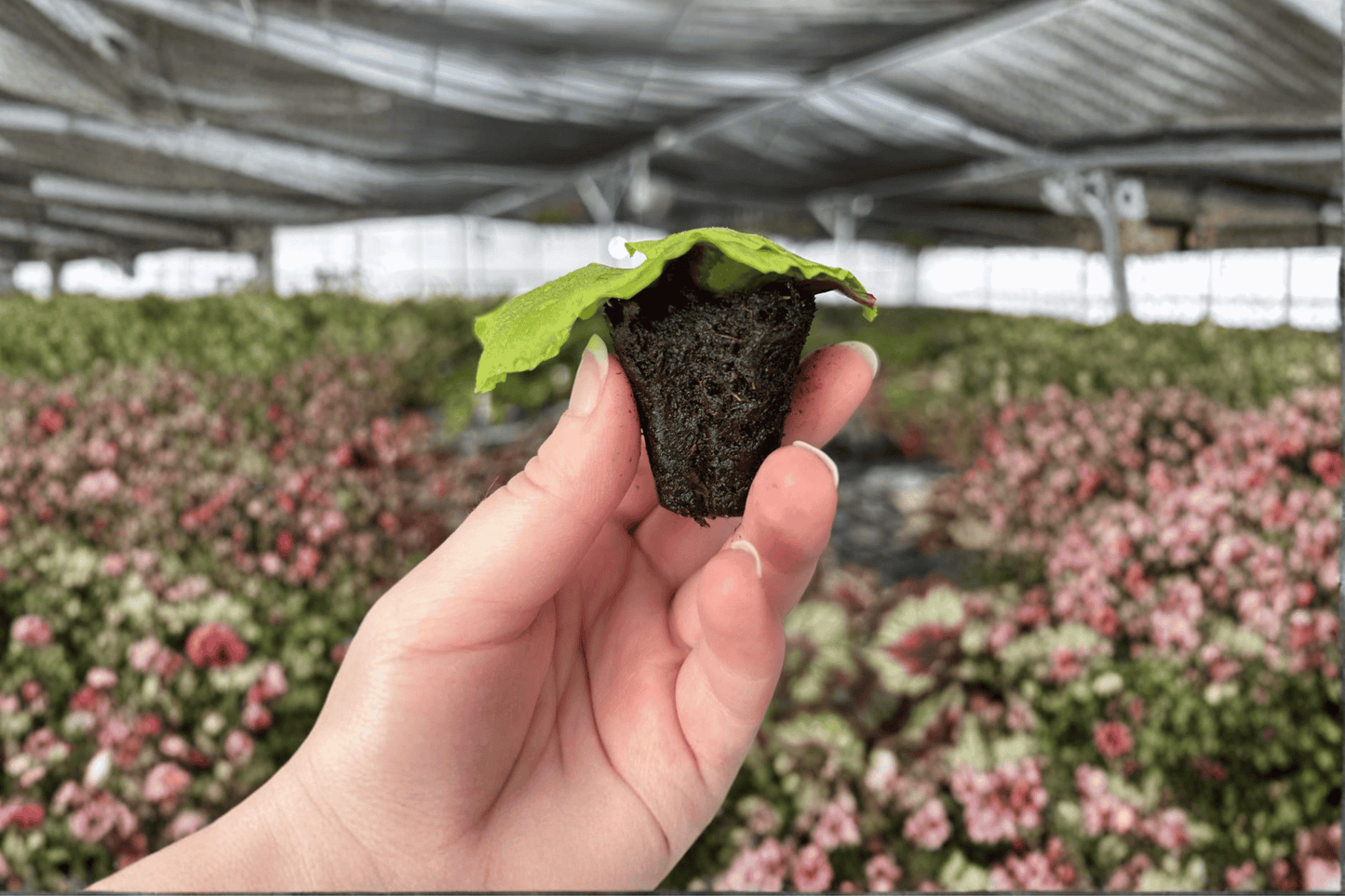 2 Platycerium 'Erawan' Starter Plants Bare Root – Staghorn Fern