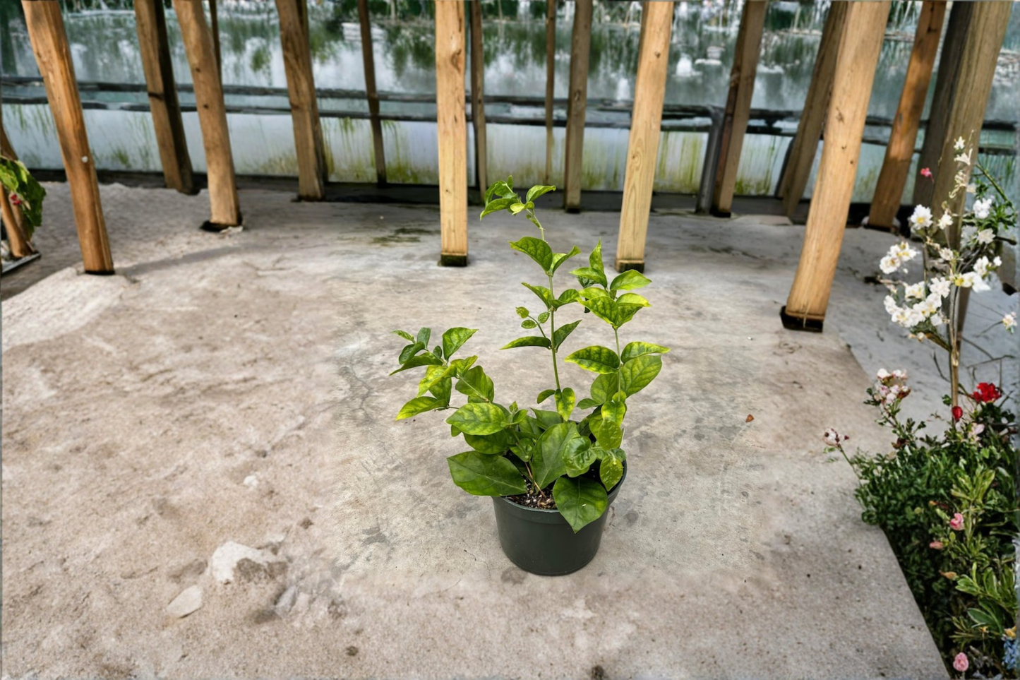 Arabian Sambac Jasmine Live Plant Indoor Outdoor Flowering Garden Starter Plant Gift