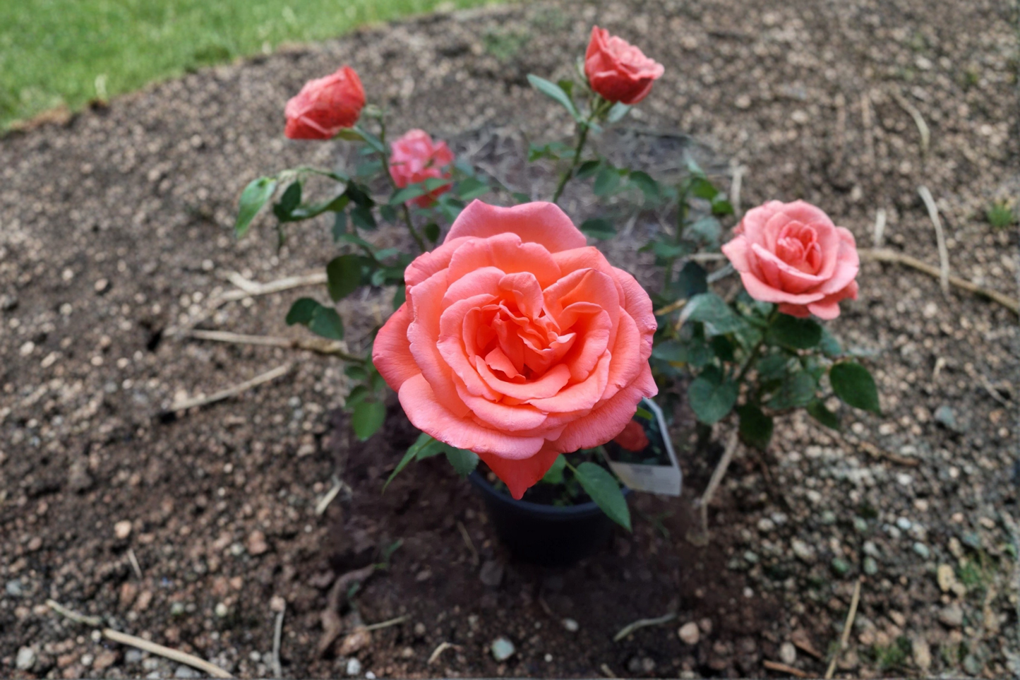 Tropicana Hybrid Tea Rose 3 Gal Live Bush – Bright Orange Rose Plant for Garden Landscape Flowering Shrub No Ship CA