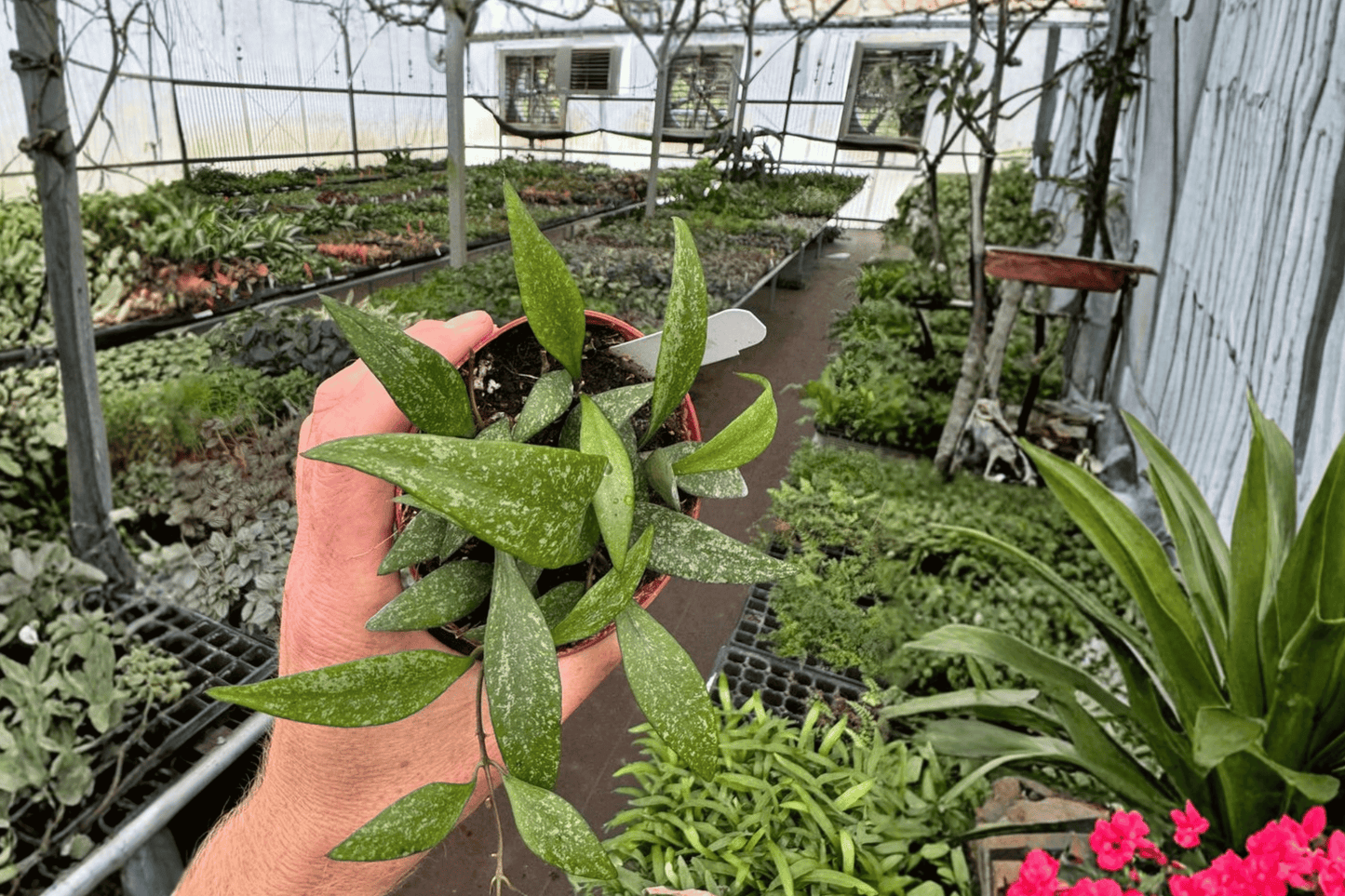 2 Hoya parviflora Live Plants in 4-Inch Pots – Hoya parviflora Tropical Houseplants
