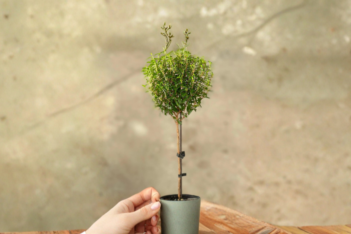 Myrtle Topiary Live Plant Bonsai Tree Indoor Houseplant Rooted Starter Plant Home Decor Garden Gift