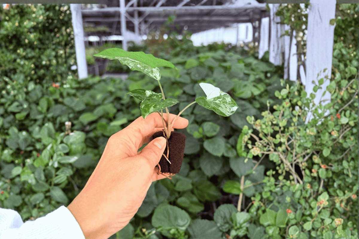Syngonium Albo 2 Exact Live Starter Plants – Syngonium podophyllum ‘Albo Variegatum’