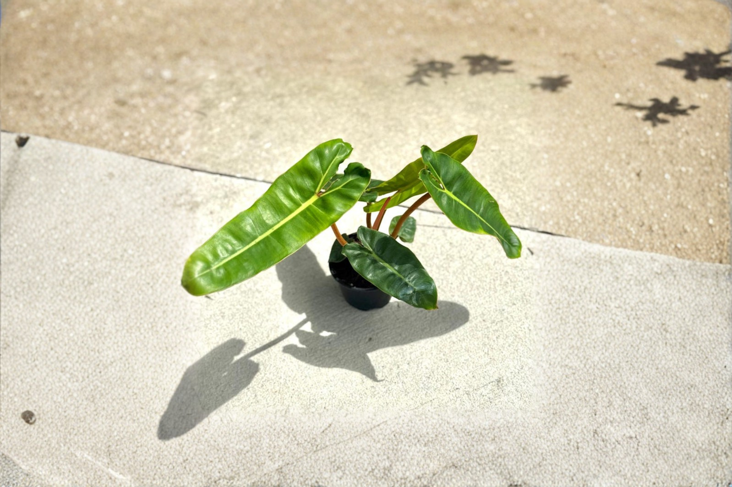Philodendron Billietiae Live Plant Orange Stem Philodendron in 4 Inch Pot Rare Indoor Houseplant Gift Decor