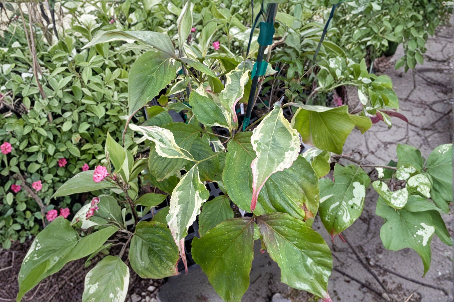 Summer Games Kousa Dogwood Live Plant 12 Inch – Cornus kousa 1 Year Graft Ornamental Flowering Tree