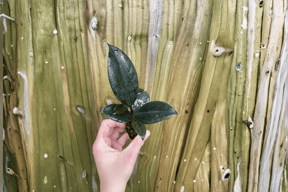 Ficus Elastica ‘Burgundy’ 2 Starter Live Plants – Rubber Tree