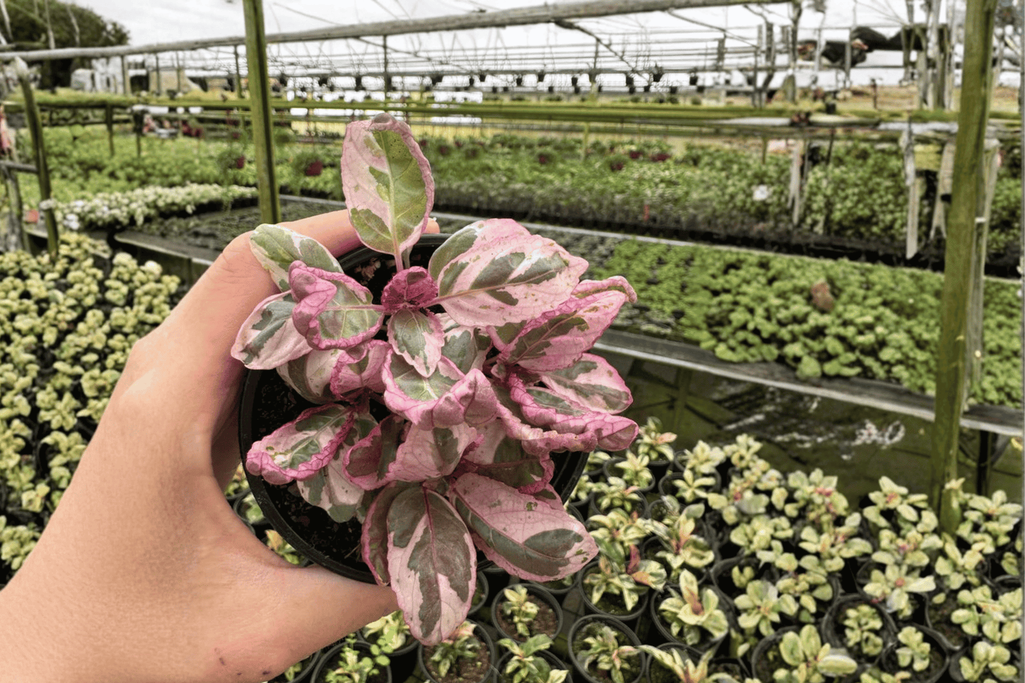 2 Pink Variegated Purple Waffle Live Plants – 4-Inch Pots – Hemigraphis alternata 'Pink Variegated'
