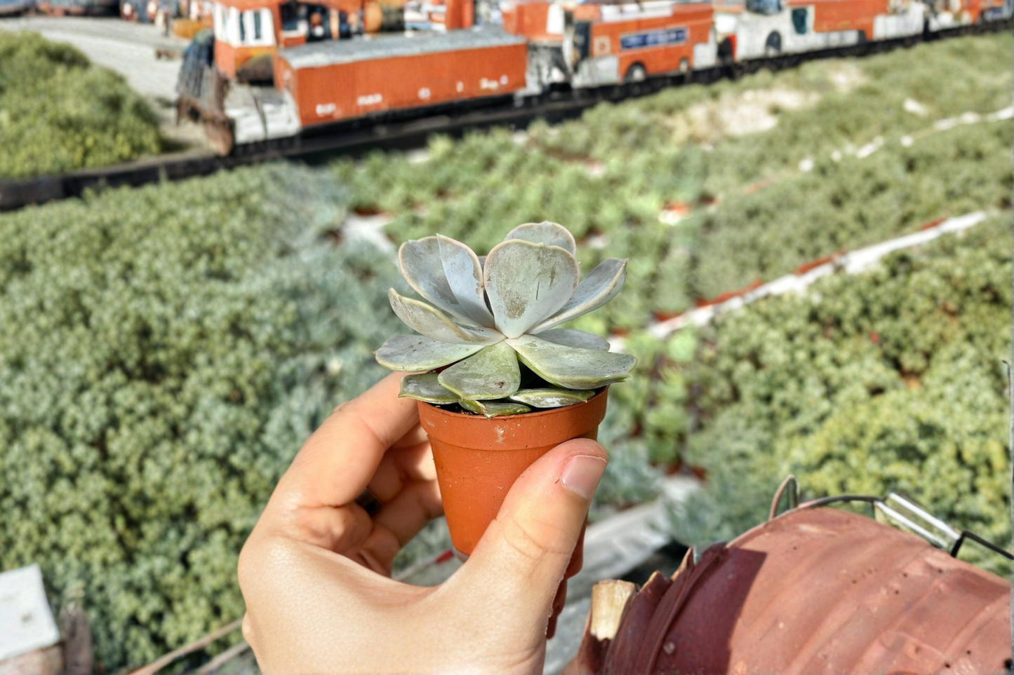 Ghost Echeveria Live Succulent Echeveria Lilacina Indoor Succulent Plant 3 Inch Pot Rooted Gift Decor