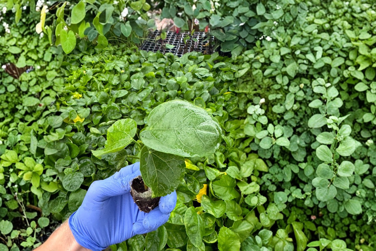 2 Indigo Sunset Hibiscus Live Starter Plants – Bare Root in Soil Pod (Hibiscus rosa-sinensis)