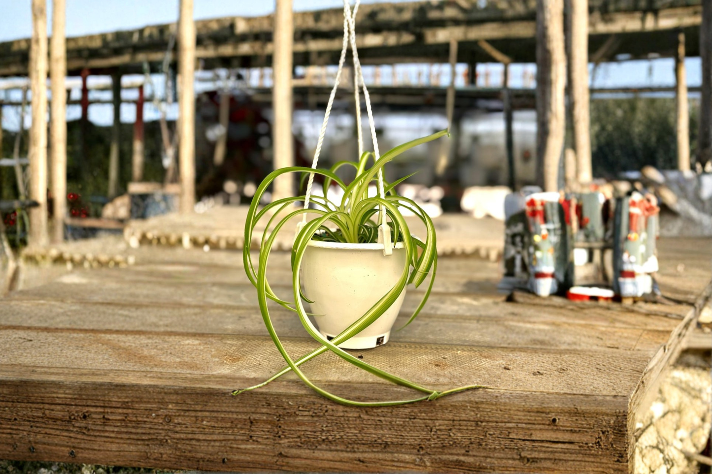 Bonnie Spider Plant Live Curly Chlorophytum Trailing Houseplant 4.5 Inch Pot