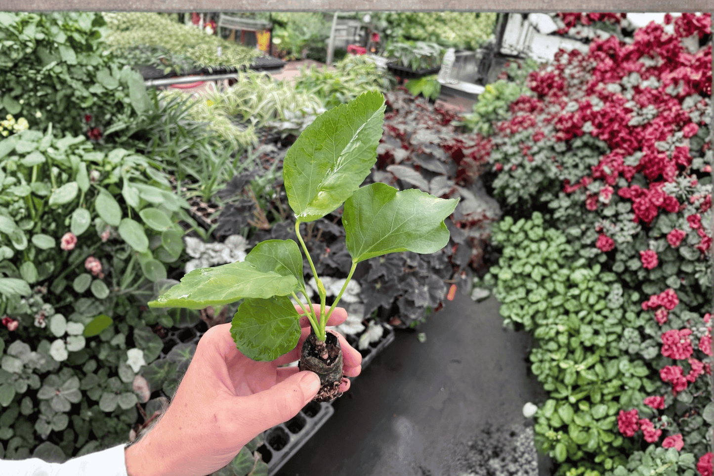 2 Philodendron mayoi Starter Plants in 2-Inch Pots – Philodendron mayoi