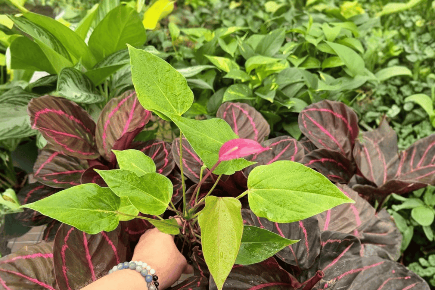 Anthurium Million Flowers Red 2 Exact Starter Live Plants