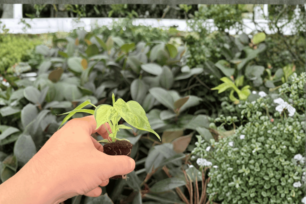 Philodendron Burle Marx Variegated 2 Exact Starter Plants – Live Plant Plugs