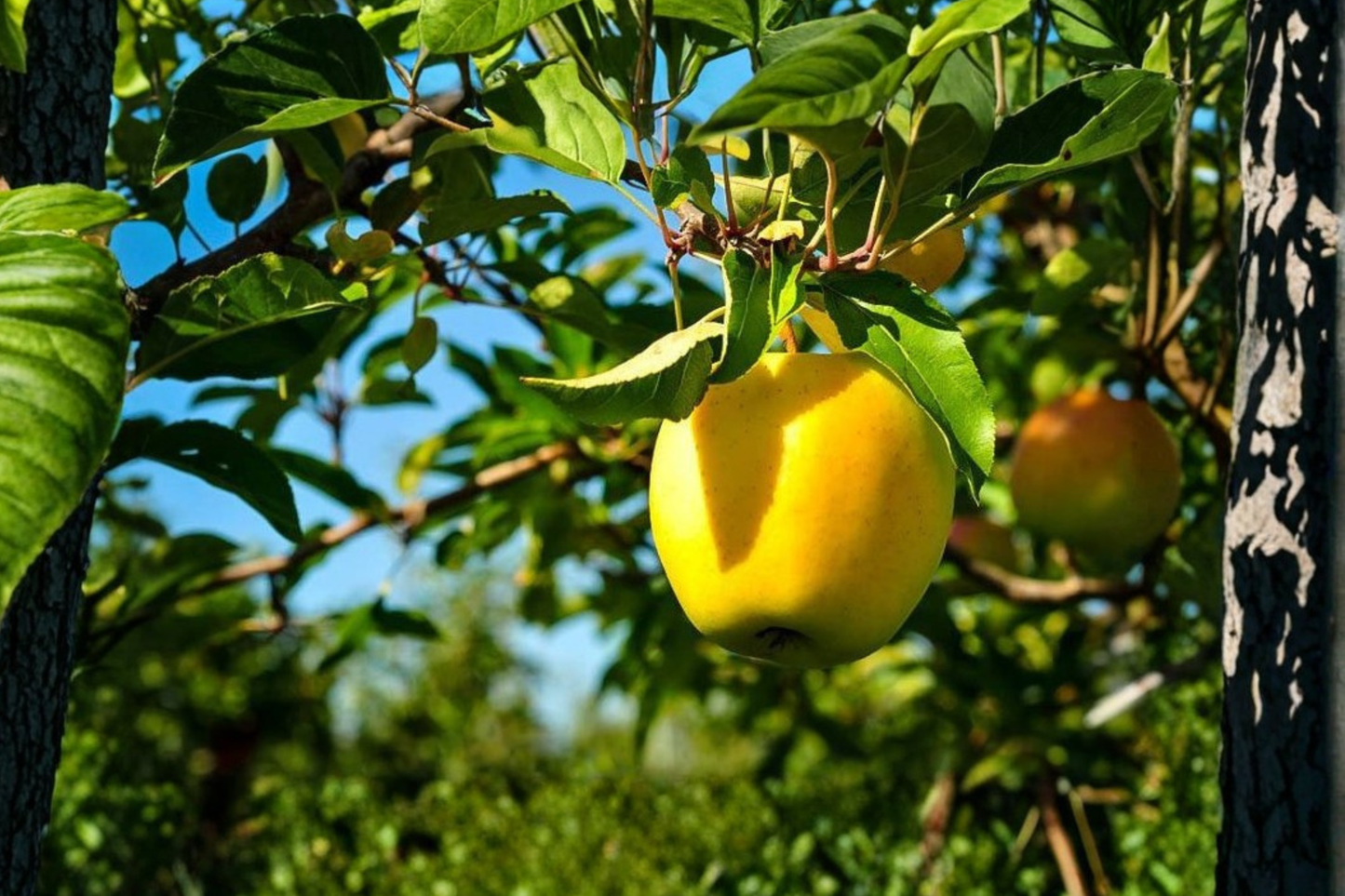 Dorsett Golden Apple Tree Grafted Live Fruit Tree Sweet Crisp Apples Self Pollinating Apple Tree Ready to Plant Tree Only