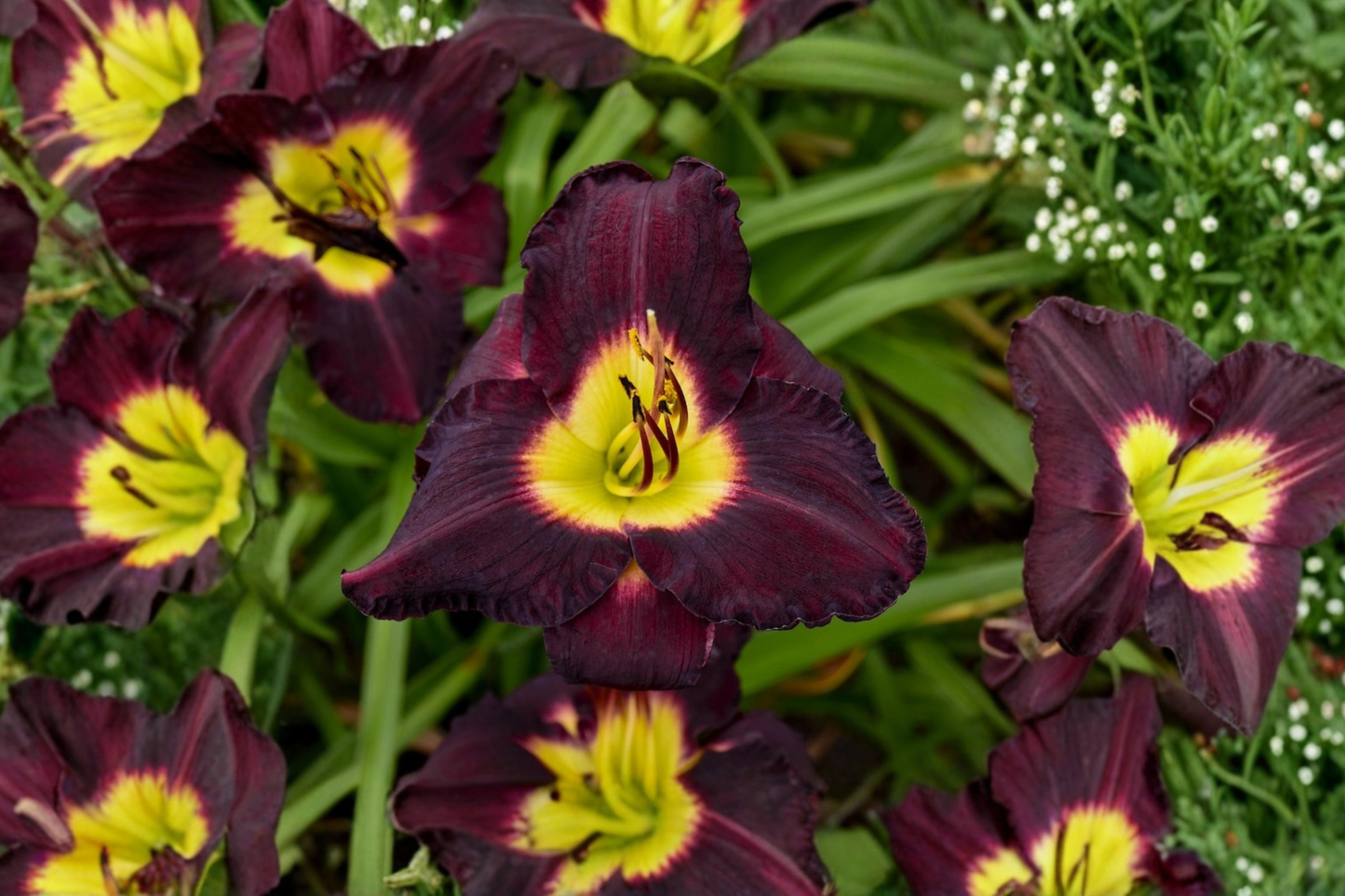 Bela Lugosi Daylily 3 Bare Root Plants Dark Purple Flower Perennial Easy Care Garden Border Hemerocallis