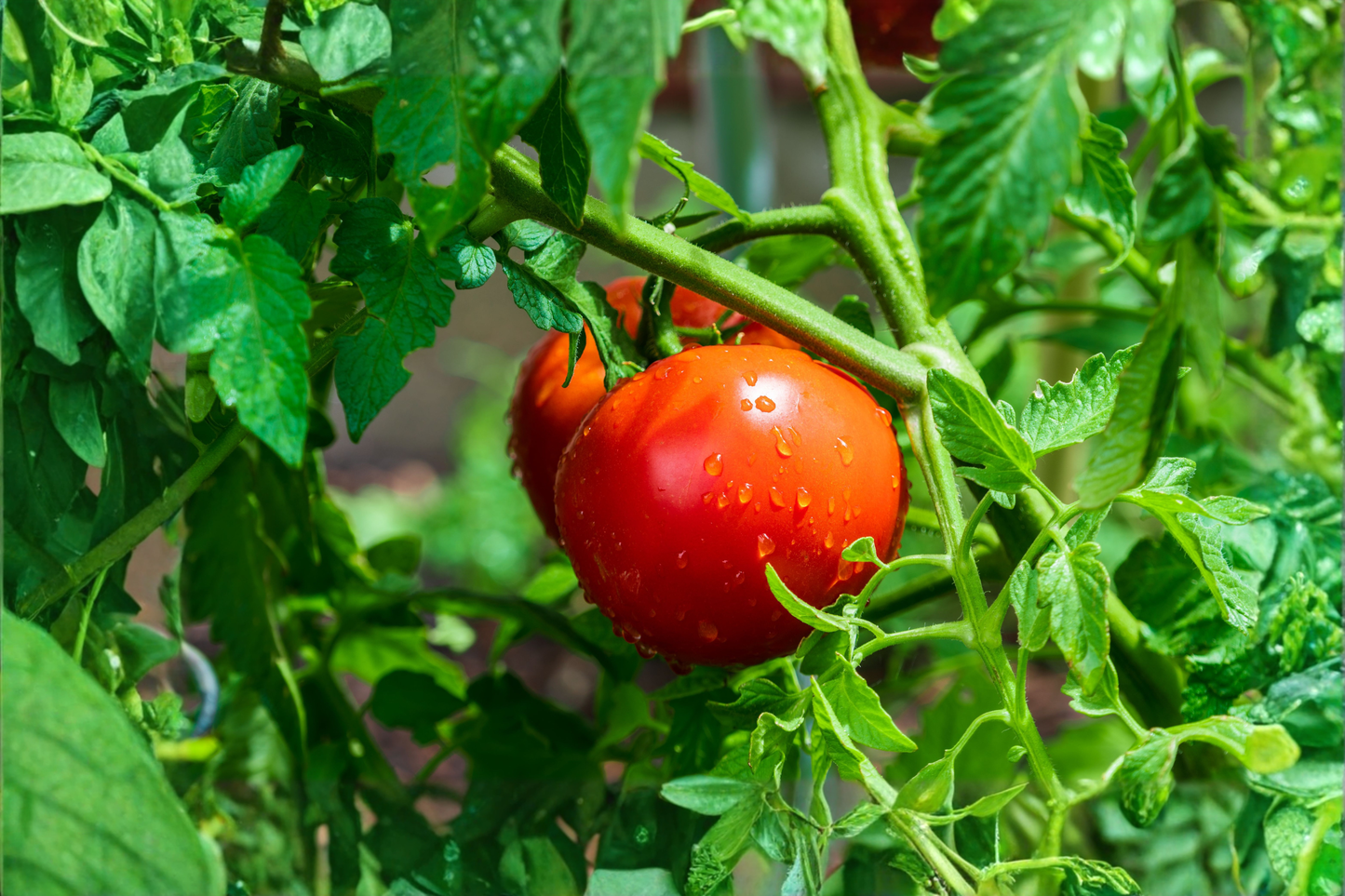 3 Beefsteak Tomato Live Plants 6–10 Inches Tall – 60+ Days Old – Solanum lycopersicum