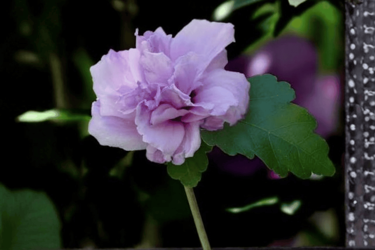 Ardens Rose of Sharon 1 Live Shrub, 3 Gallon – Hibiscus syriacus ‘Ardens’