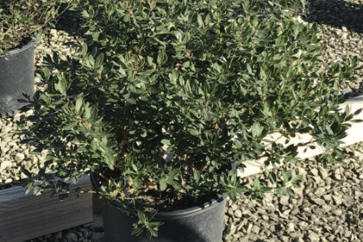 Forever Emerald Inkberry Holly 1 Live Evergreen Shrub, 3 Gallon Pot – Ilex glabra