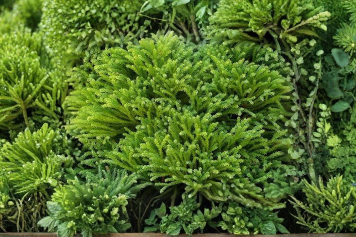 Globosa Nana Dwarf Cryptomeria Live Plant – Full Gallon Pot – Cryptomeria japonica 'Globosa Nana'