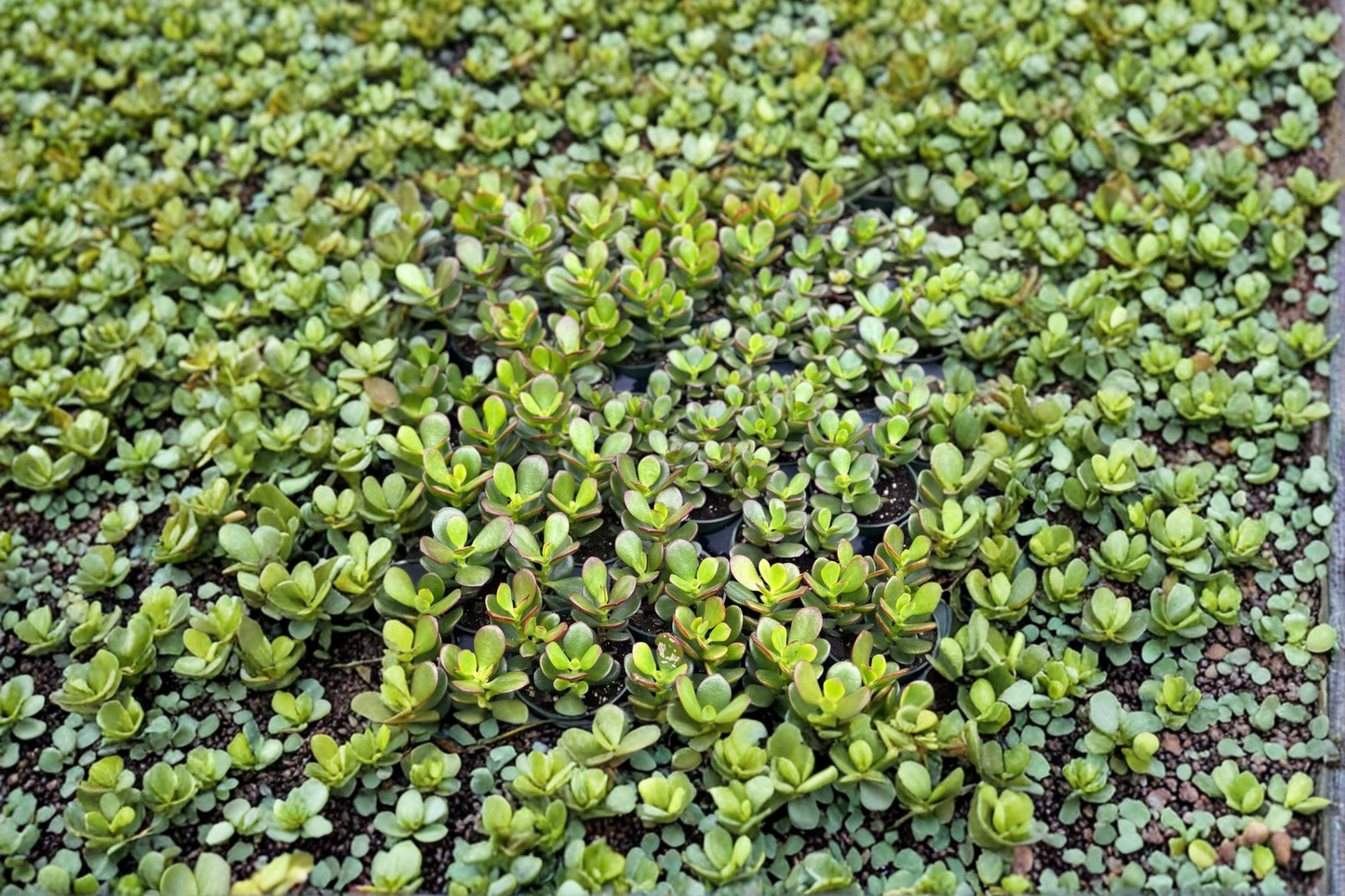 Crassula Ovata Jade Plant Live Succulent Bonsai Houseplant Indoor Starter Plant Home Decor Gift Cutting