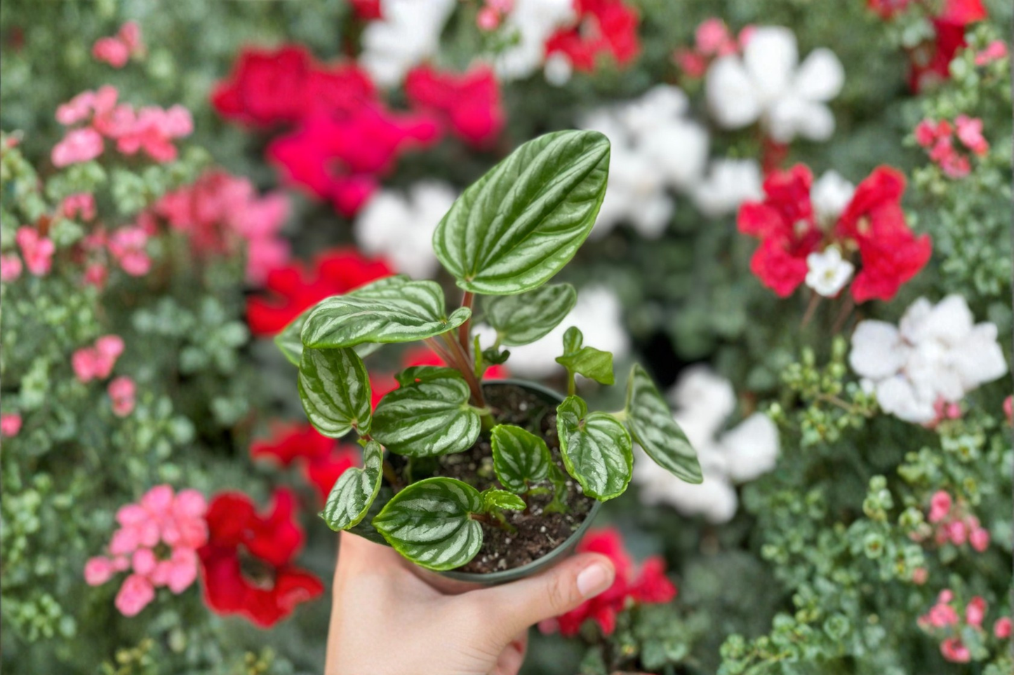 Peperomia Ecuador Live Plant Watermelon Peperomia Starter Plant Rare Indoor Houseplant Rooted Plant Gift
