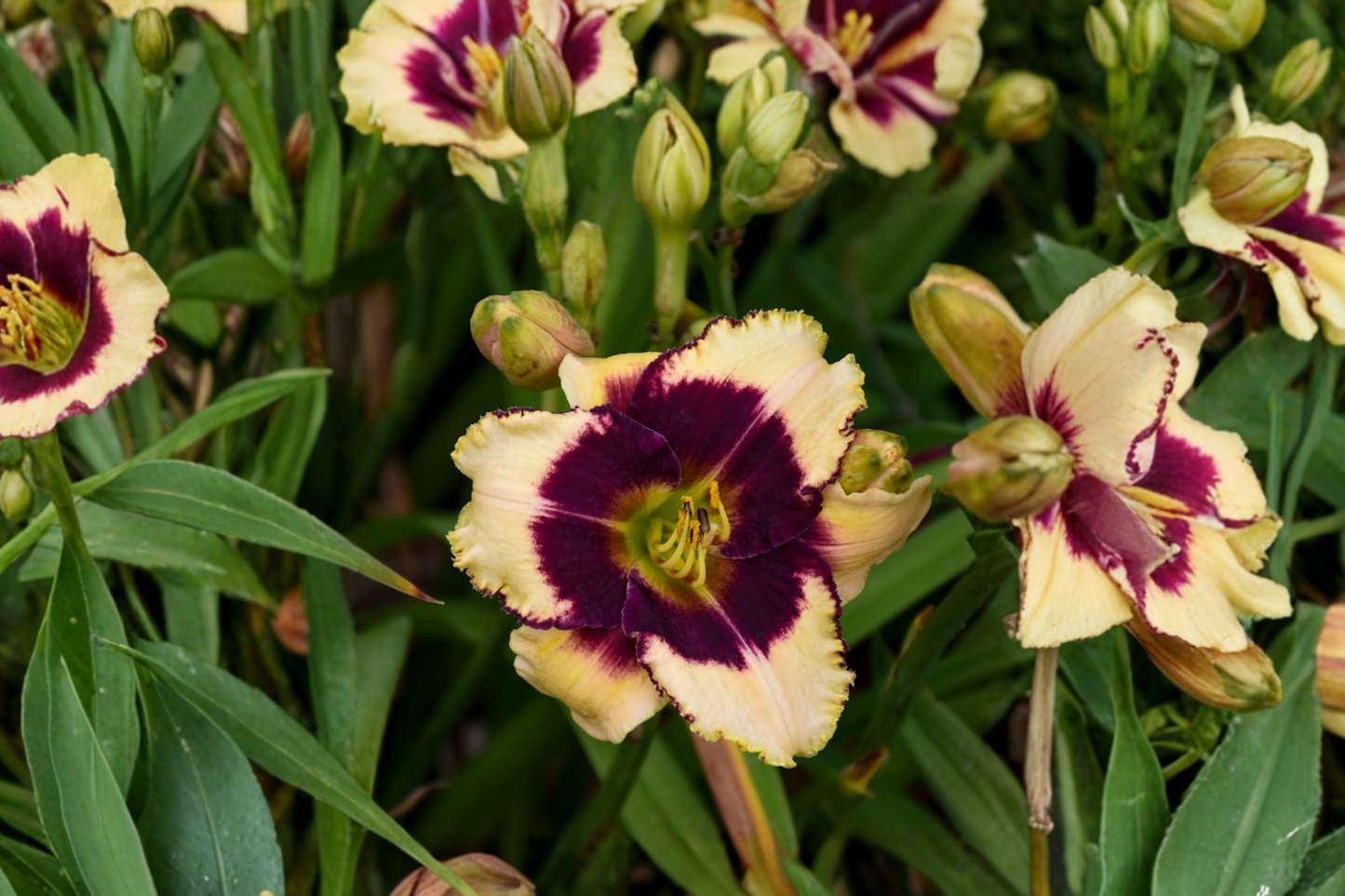 Blackthorne Daylily 3 Bare Root Plants Purple Yellow Flower Perennial Easy Care Garden Border Hemerocallis