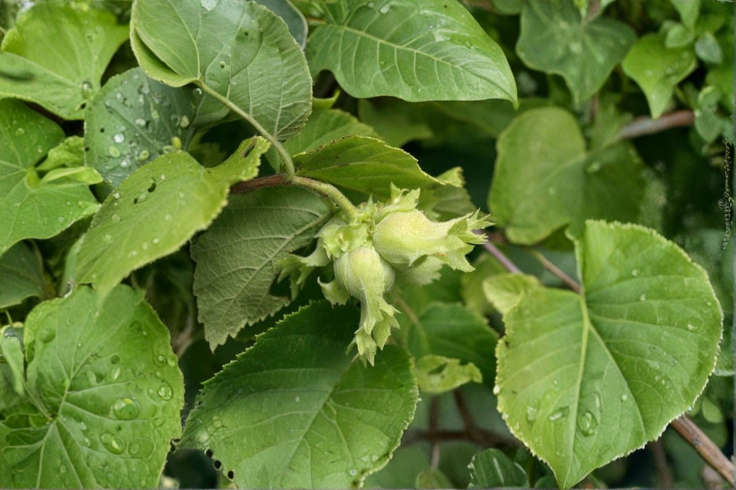 American Hazelnut Live Plant 3 Gallon Pot – Corylus americana Native Nut Shrub for Yard Garden Landscape Planting