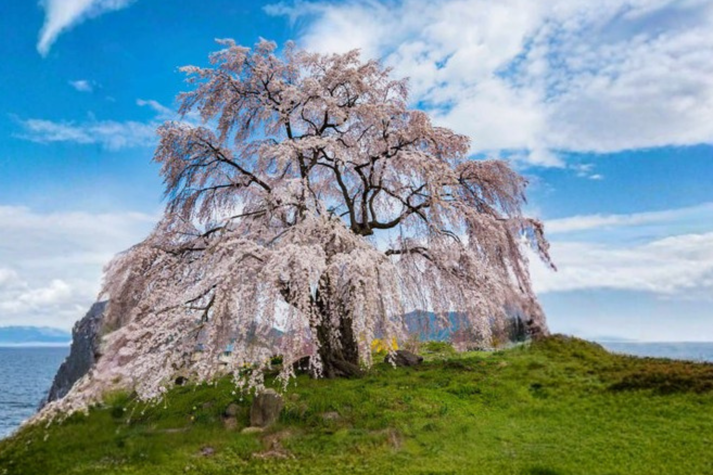 Weeping Cherry Tree Seeds 6 Pack Ornamental Flowering Tree Seeds Planting Instructions Included USA Seller