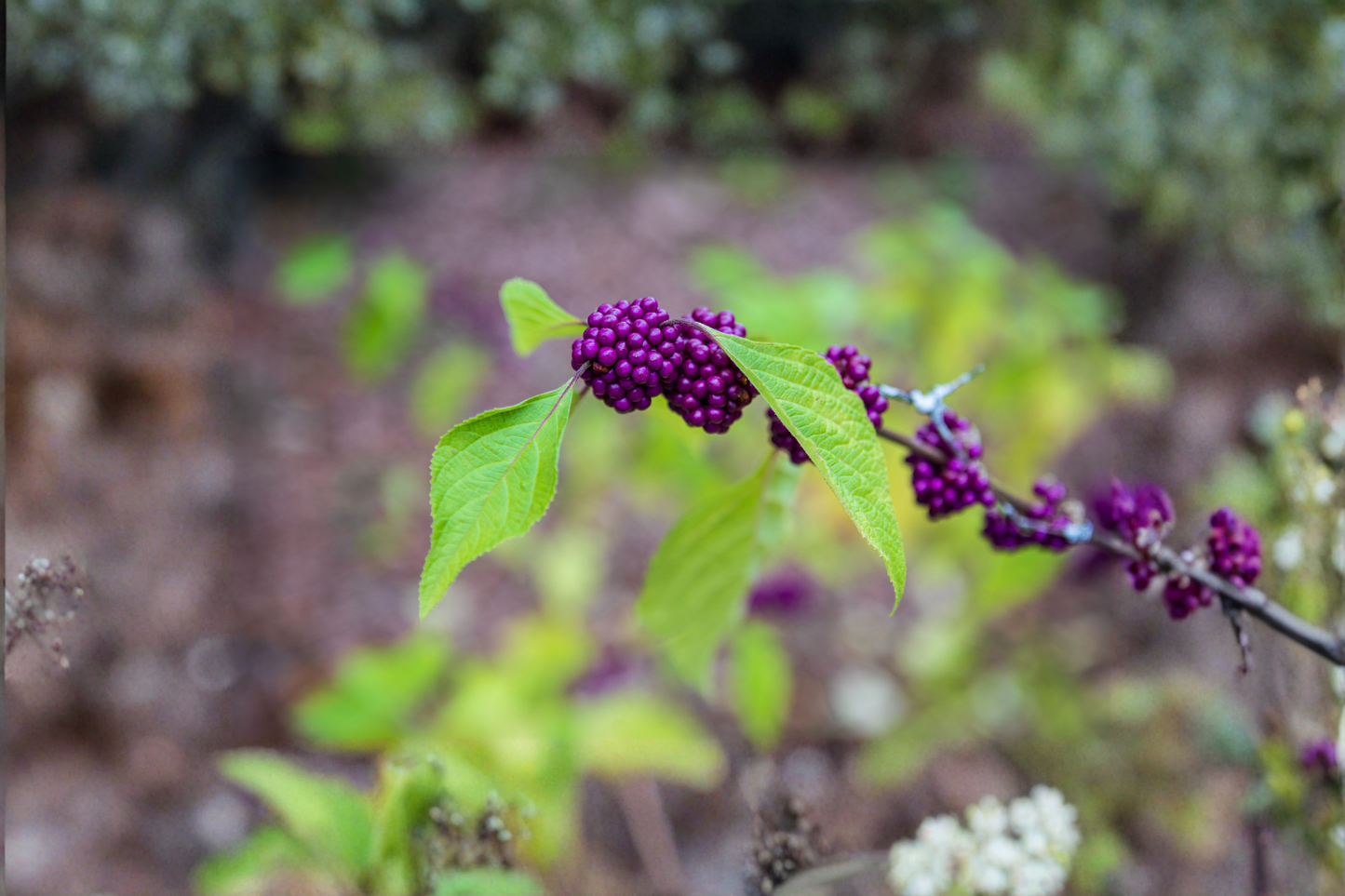 American Beautyberry Live Plant in 3.5-Inch Pot – Callicarpa americana Ornamental Shrub