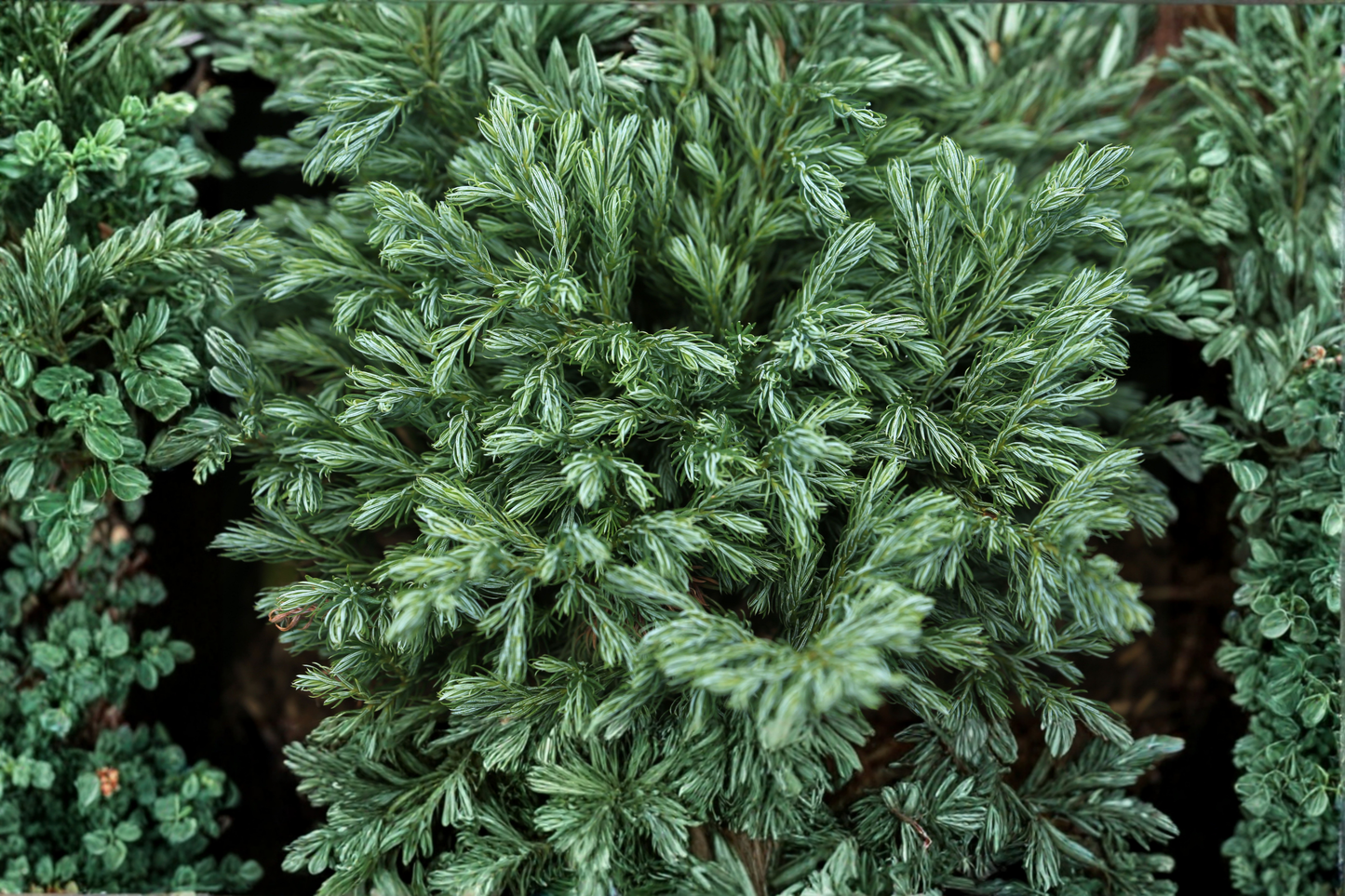 Globosa Nana Dwarf Cryptomeria Live Plant in Grow Bag – Cryptomeria japonica Compact Evergreen
