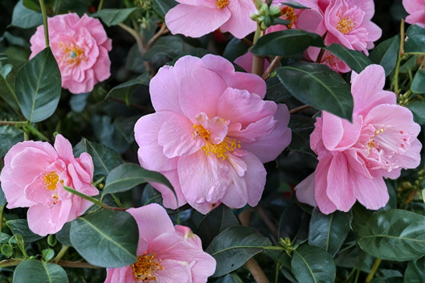 Fall Blooming Camellia ‘Autumn Pink Icicle’ 1 Gallon – Camellia sasanqua Pink Flowering Evergreen Shrub