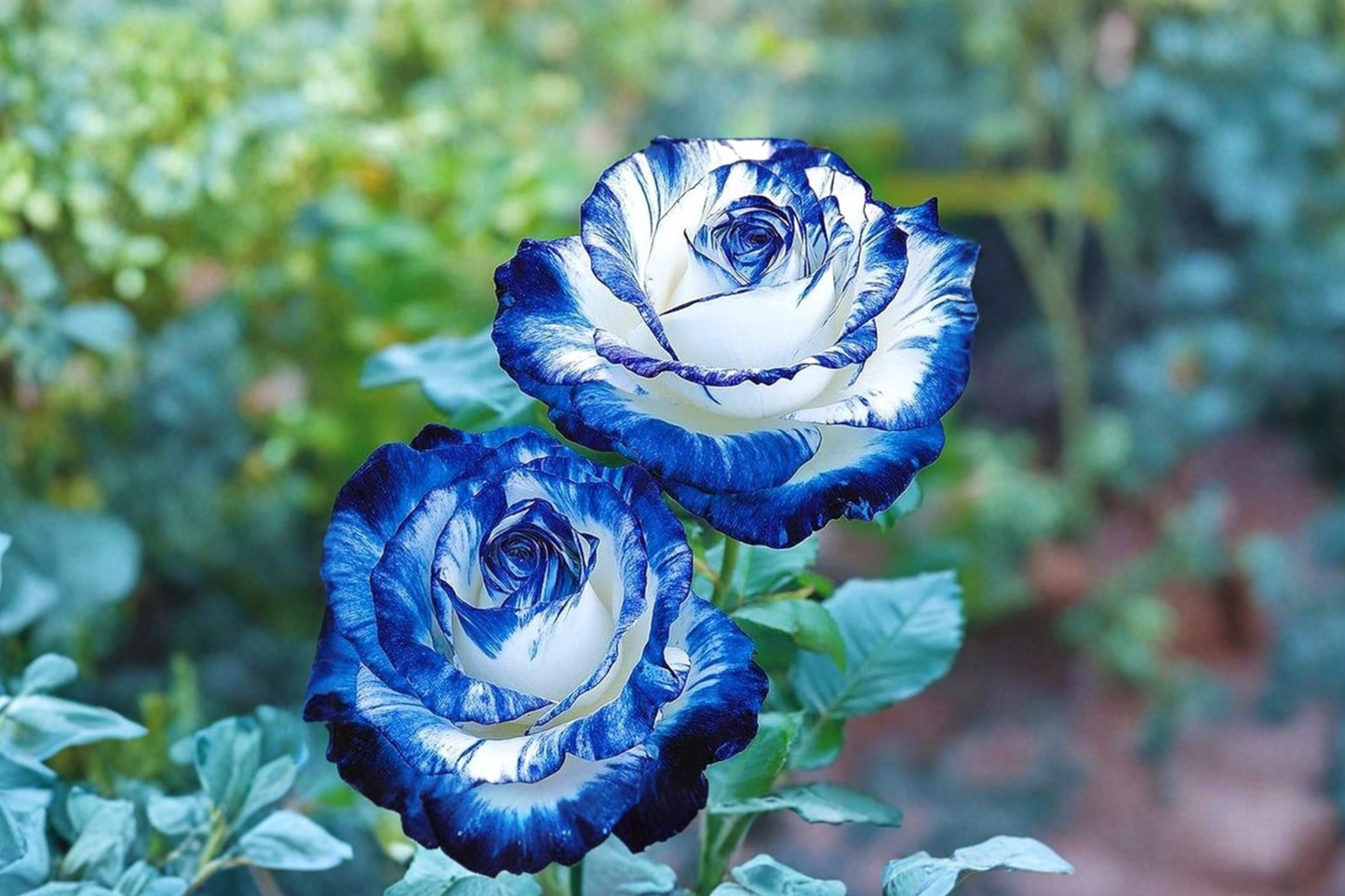 English Blue White Rose Seeds 10 Pack Rare Rose Flower Plant Garden Seeds USA Seller Combined Shipping