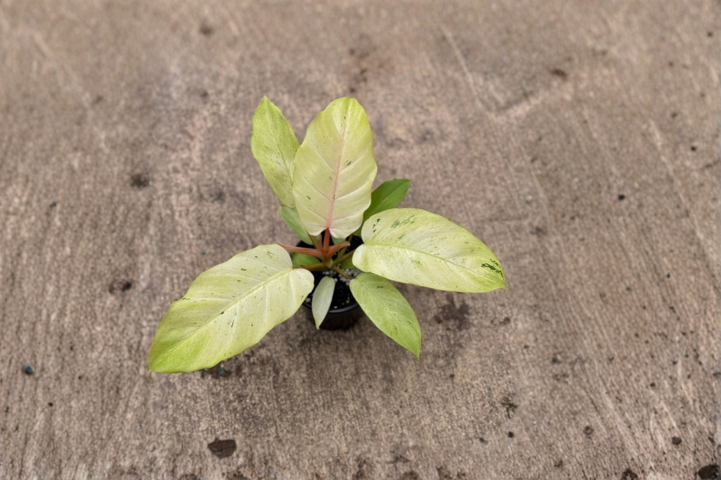 Philodendron Snowdrift Live Plant Variegated White Leaf Tropical Houseplant 4 Inch