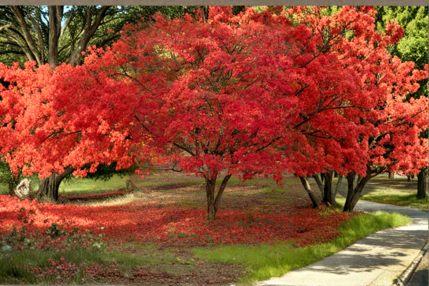 Red Maple Tree Live Sapling 18-24 Inch Tall in 1/2 Gallon Pot Acer Rubrum Shade Tree Free Shipping