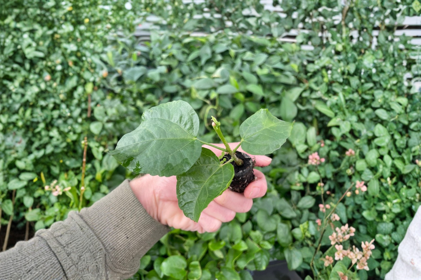 2 Voodoo Magic Hibiscus Live Starter Plants – Bare Root in Soil Pod (Hibiscus rosa-sinensis)