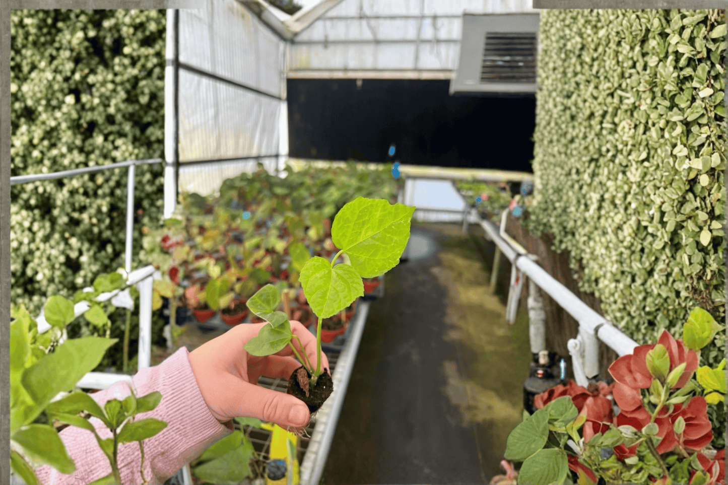 Auntie Lillies Salad Tree 2 Starter Live Plants – Abelmoschus manihot