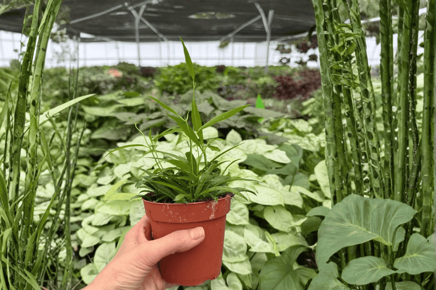 Hoya Longifolia 2 Exact Live Plants – 4-Inch Pots – Hoya longifolia