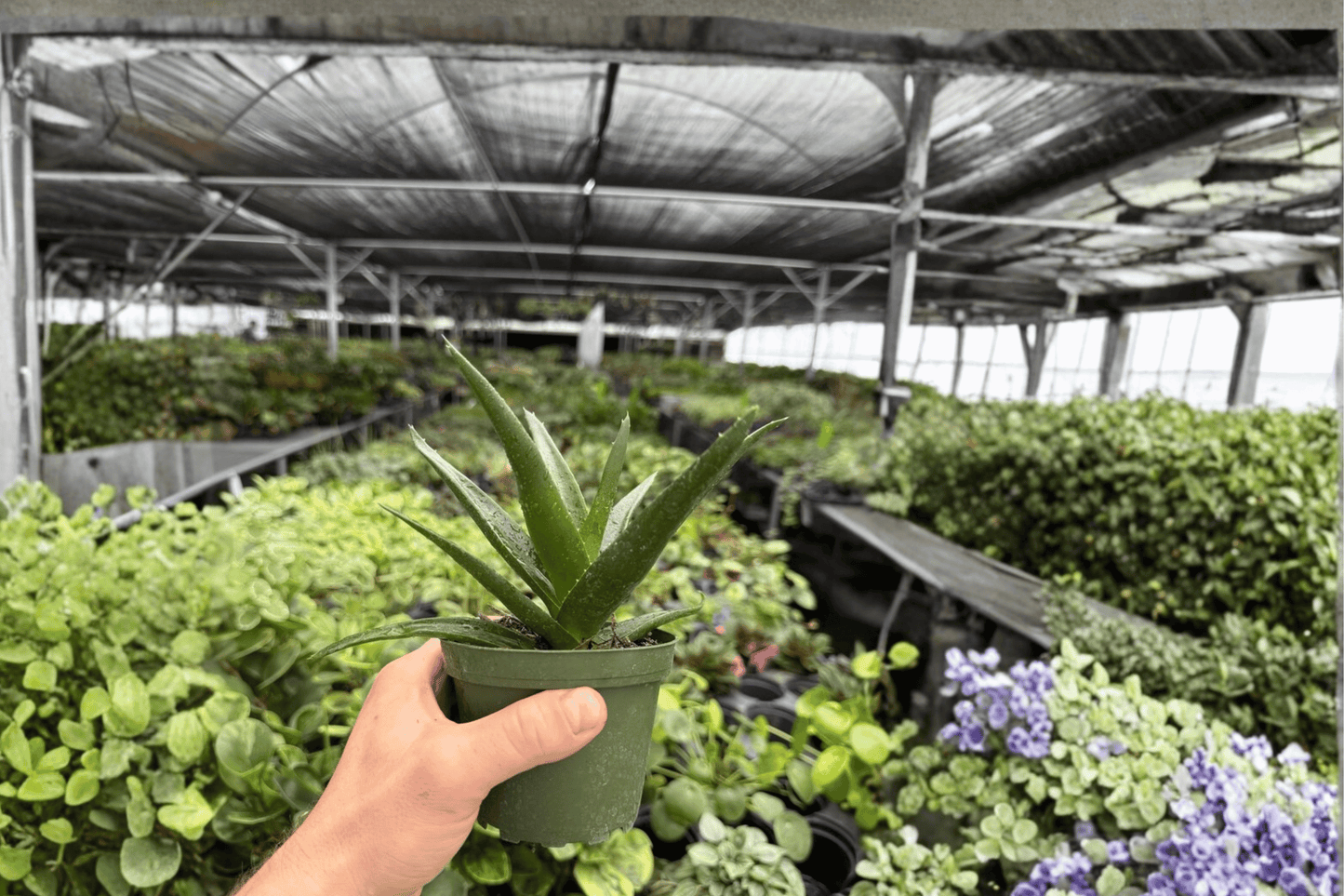 Aloe Black Gem 2 Exact Live Plants – 4-Inch Pots – ‘Black Gem’