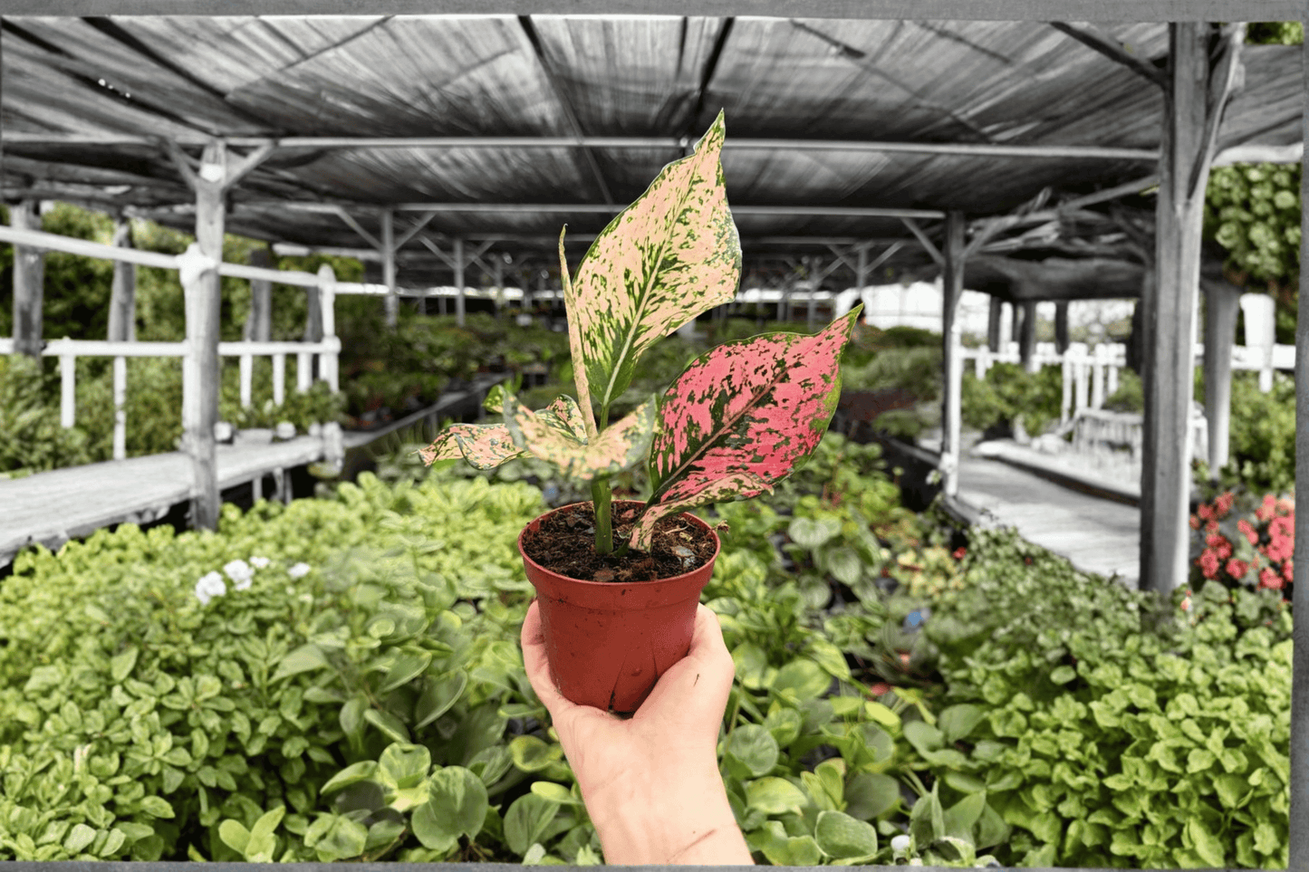Aglaonema Light Pink Triphet 2 Exact Live Plants – 4-Inch Pots