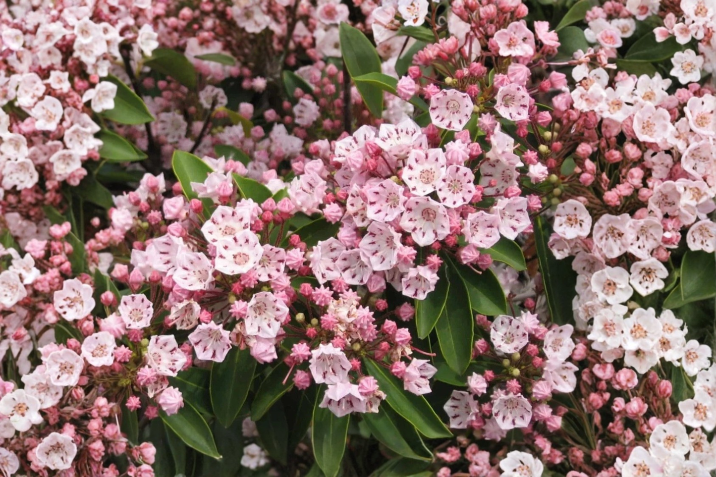 Pink Mountain Laurel Live Bare Root Plant – Kalmia latifolia